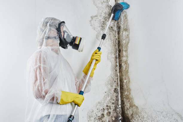 Best DIY Mold Remediation in Newport, KY